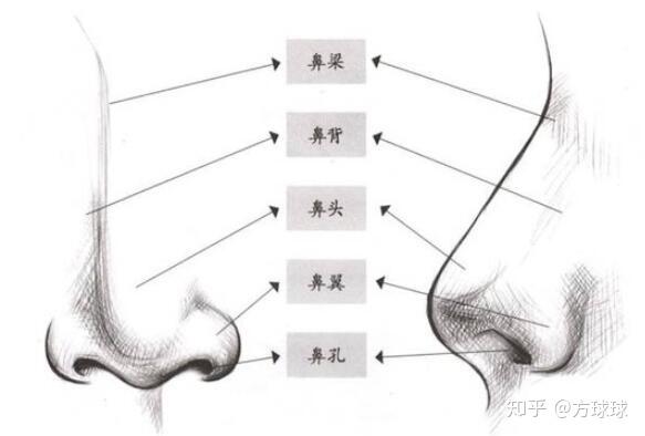 鼻子整形，价格与价值的考量