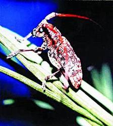 探索摄影新境界，红五天牛图库——最早与最新的视觉盛宴